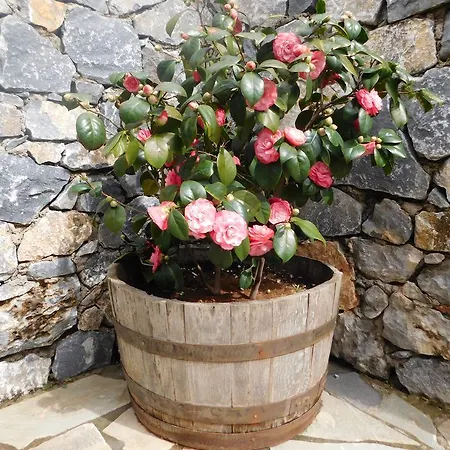 Hotel Akrothea Goura