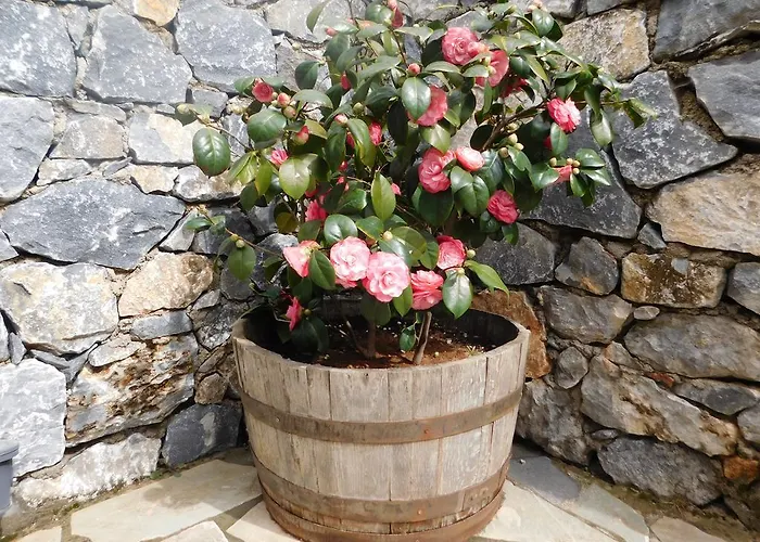 Hotel Akrothea Goura